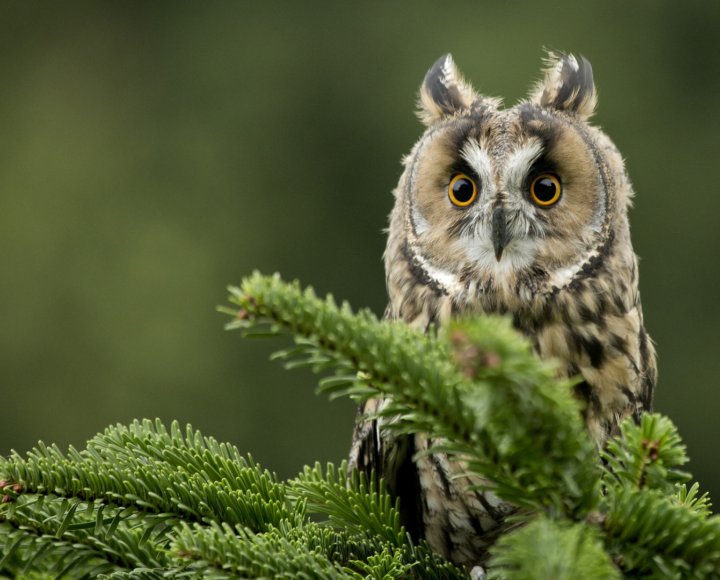  - zhivotnye-sovy-glaza-el-758676.jpg