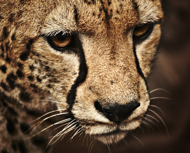  - 3. Леопард.jpg