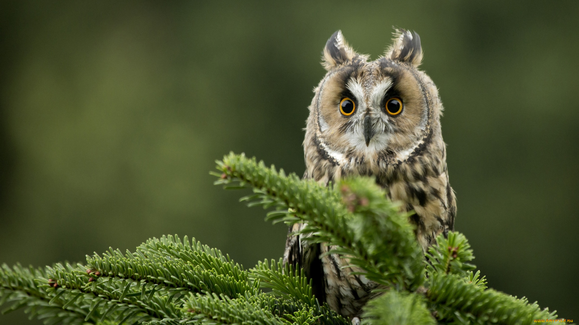  - zhivotnye-sovy-glaza-el-758676.jpg